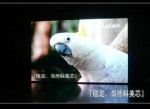 克拉瑪依文藝演出LED電子屏幕供應(yīng)與電子元器件應(yīng)用